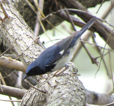 Black-throated Blue Warbler Magee Marsh 5_7_2016